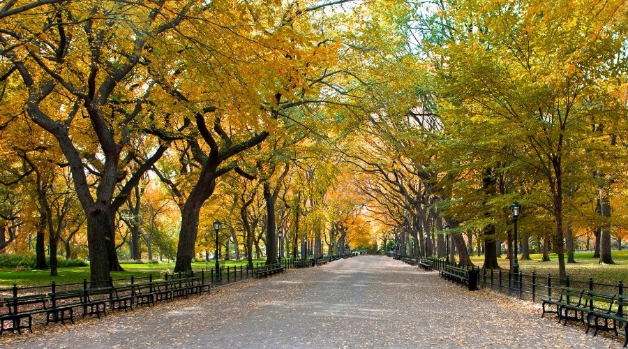 Central Park during Fall Season in New York. Life Coaching Cover Image.