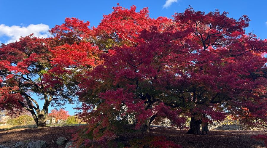 Red autumn trees against a blue sky at Untermyer Gardens, illustrating awareness, contrast, and perspective shifts often explored with a mindset coach.