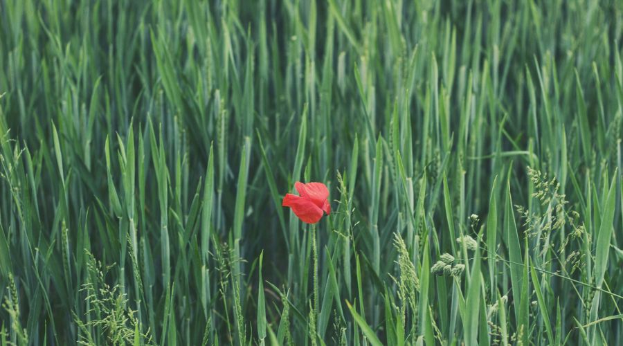 Recovery: Red Rose in a Field