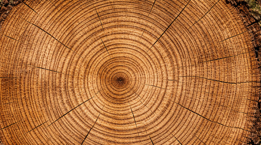 Tree rings show how growth evolves